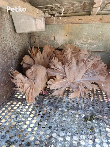 Продавам фенерлии, снимка 4 - Гълъби - 50149773