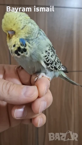 Ръчно хранен социален изложбен вълнист папагал   ръчно хранени, снимка 15 - Папагали - 42675098