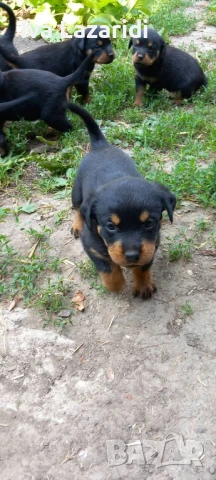 малки сладки ротвайлери , снимка 1