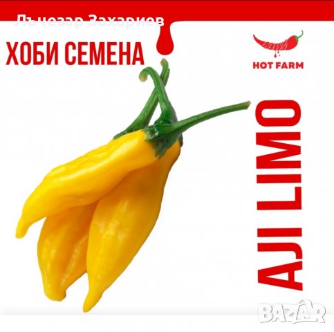 Aji Limo – Сортът “Aji Limo”, известен още като Aji Lemon, Aji Lemon Drop, Aji Hot Lemon, Peru Yello, снимка 1 - Домашни продукти - 39510468