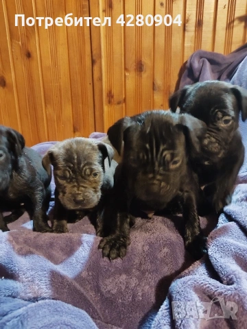 кане корсо бебета, снимка 8 - Кане корсо - 53035265