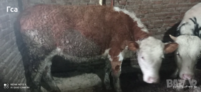 Месодайни телета , снимка 3 - Други - 52646532