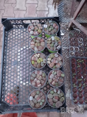 Lithops/живи камъчета/, снимка 3 - Стайни растения - 39521079