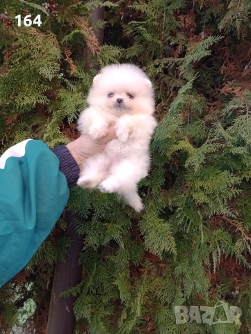 Минита. Померани. Реални снимки!, снимка 2 - Померан - 52850850