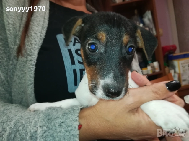 СЛАДКО ПАЛЕ ДЖАК РЪСЕЛ 250ЛВ ЗА БР 0210250814, снимка 7 - Джак ръсел териер - 51915549