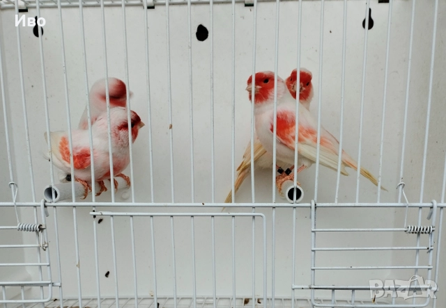 Червени и червена мозайка , снимка 5 - Канари - 52592823