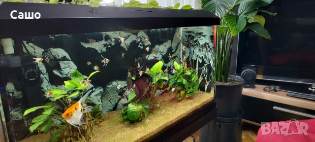 Скаларии, снимка 3 - Рибки - 53524281