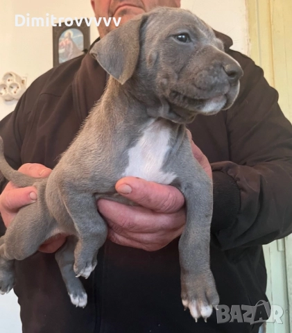 Продавам питбули , снимка 2 - Питбул - 52094738