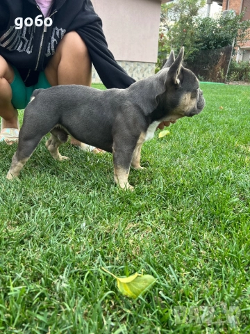 Мъжки френски булдог , снимка 5 - Френски булдог - 51184275