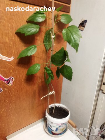 Китайски рози цвят розов кичест пълен, снимка 4 - Стайни растения - 35880133