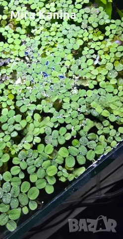 Аквариумно разстение - Salvinia Natans 