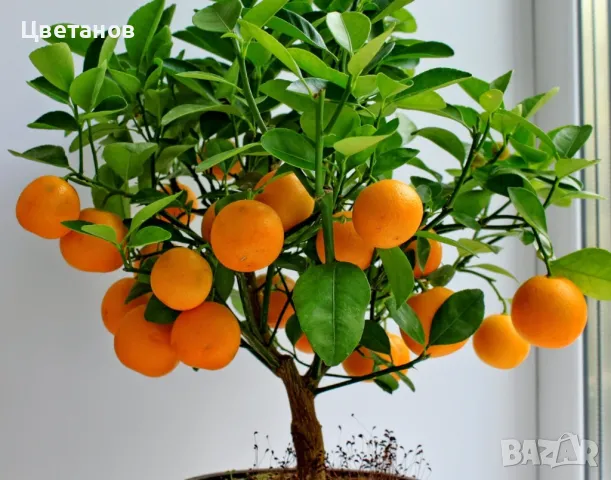Портокалово дърво (Портокал), снимка 3 - Стайни растения - 49567212