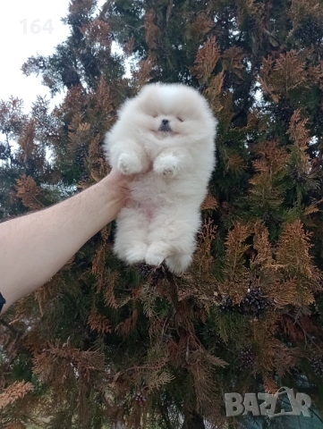 Прекрасно женско Померанче. Мини Померан. Реални снимки от 24.01.26 г. 