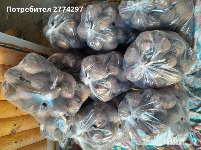 Червено цвекло, снимка 3 - Хранителни добавки - 52675880