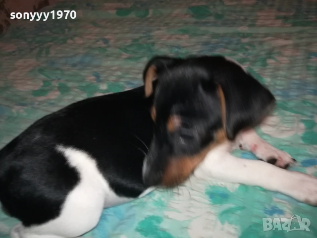 ДЖАК РЪСЕЛ-СЛАДУРАНА ОТ ВИДИН НА 90 ДЕНА 1911251523, снимка 7 - Джак ръсел териер - 52467496