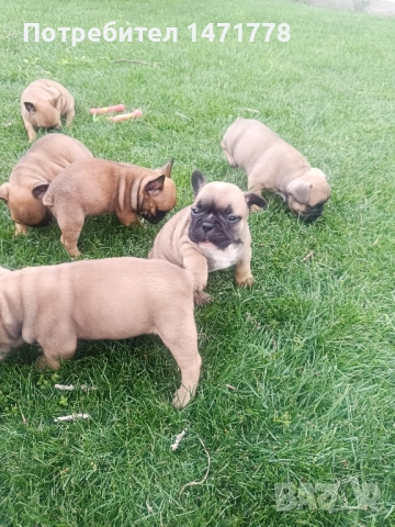 френски булдог , снимка 9 - Френски булдог - 52970248