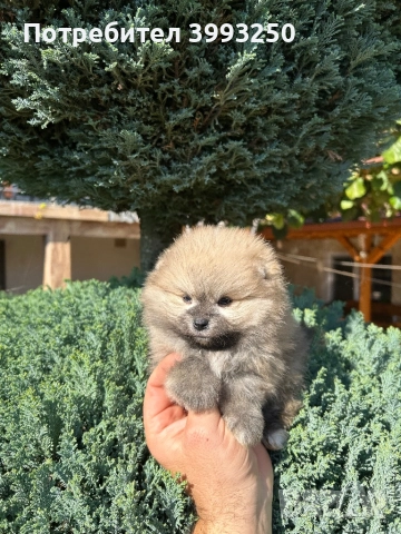 Мини померани , снимка 4 - Померан - 44295316