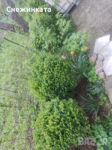 Продавам различни чемшири, снимка 6 - Градински цветя и растения - 36541426