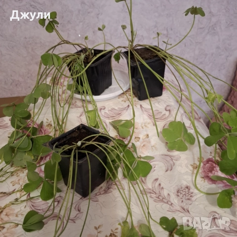 Оксалис /Детелина Бяла и Розова, снимка 5 - Стайни растения - 52404389