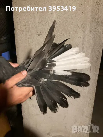 пеперуди, снимка 4 - Гълъби - 49345597