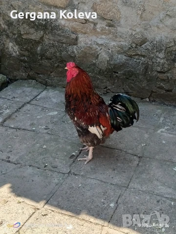 Заменям млад петел за 2 пилета, снимка 3 - други­ - 50990121