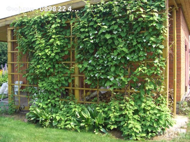 Киви Actinidia arguta Issai - МИНИ КИВИ – малко познато и много вкусно!, снимка 3 - Разсади - 38164416