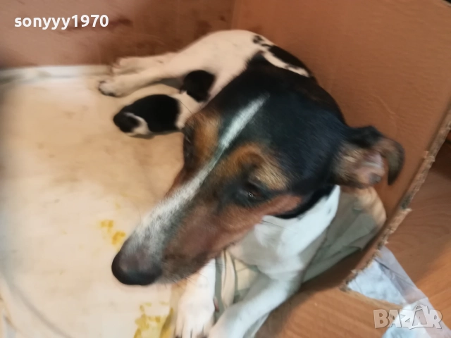 ДЖАК РЪСЕЛ БЕБЕТА-УНИКАЛНИ СЛАДУРИ 2908251855, снимка 10 - Джак ръсел териер - 51536957