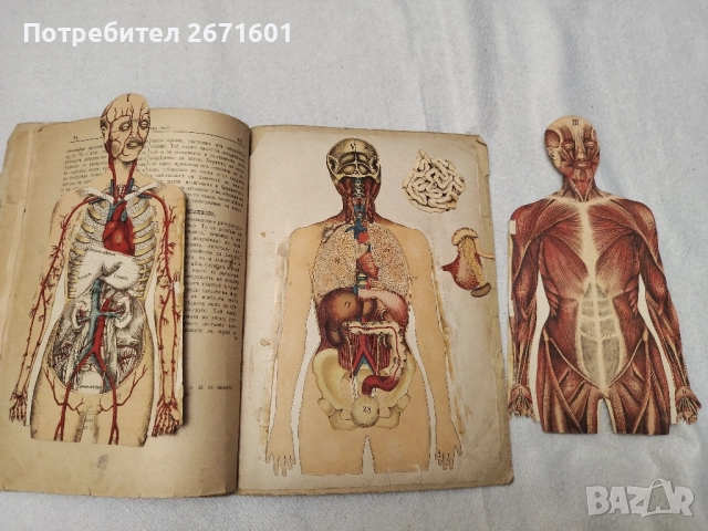 "ЧЕЛОВЕЧЕСКОТО ТЕЛО", написана от д-р Шмид. 1899 г, снимка 4 - Антикварни и старинни предмети - 52217810