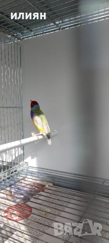 Чифт гулдови амадини 25г., снимка 4 - Амадини - 53473664