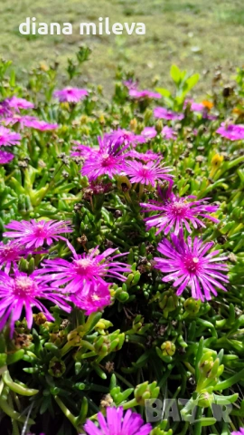 Делосперма (Delosperma cooperii), вечнозелено многогодишно сукулентно растение, снимка 6 - Градински цветя и растения - 53567133
