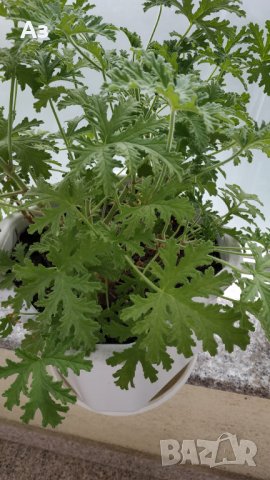 Продавам цветя Индрише, големи , снимка 5 - Градински цветя и растения - 33316742