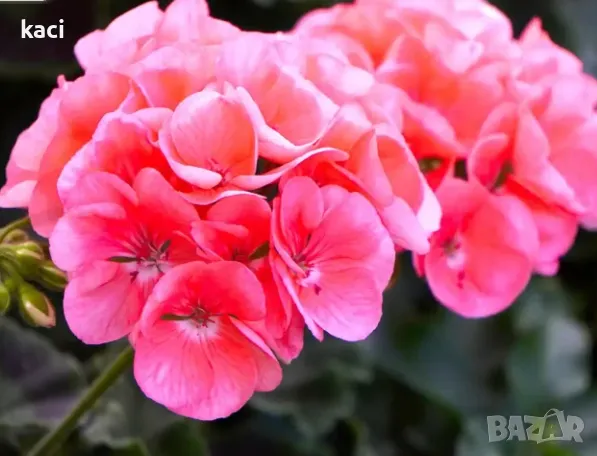 Мушкато за расад, снимка 1