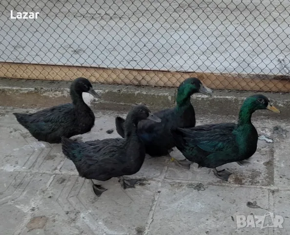 Продавам Смарагдови патици