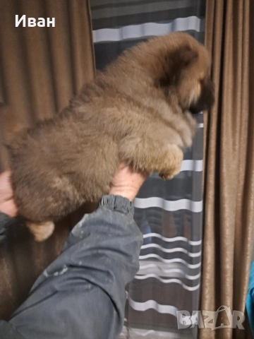 продавам чау чау , снимка 4 - Чау Чау - 53506141