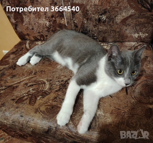 Полупородисто мъжко коте, снимка 5 - Други - 52972169