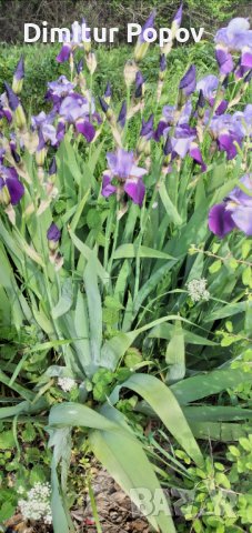 Перуника, Ирис , снимка 3 - Сортови семена и луковици - 40121789