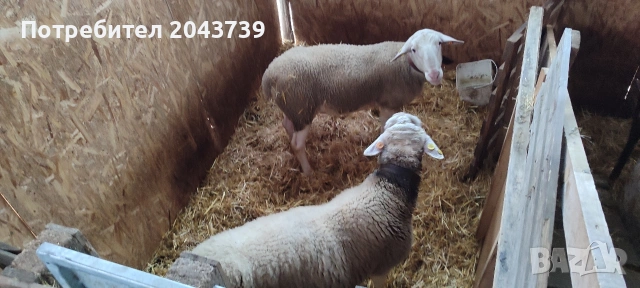 Два коча ЛАКОН., снимка 8 - Овце - 53184779