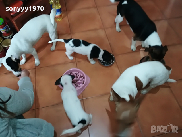 ДЖАКОВЕ ОТ МАИКАТА ДИРЕКТНО 1704221318, снимка 3 - Джак ръсел териер - 36483101