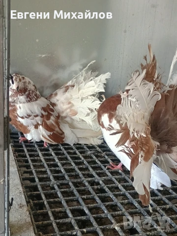 Фенерлии, снимка 3 - Гълъби - 51306331