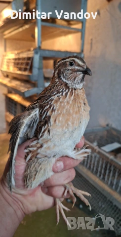 Пресни пъдпъдъчи яйца , снимка 3 - Домашни продукти - 53272928