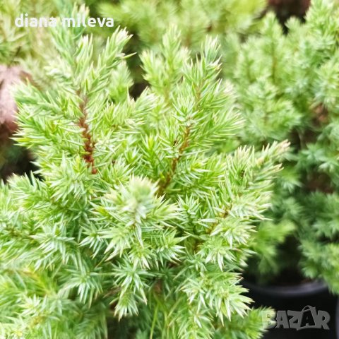 Хвойна Стрикта, Juniperus Stricta!!!, снимка 4 - Градински цветя и растения - 39272499