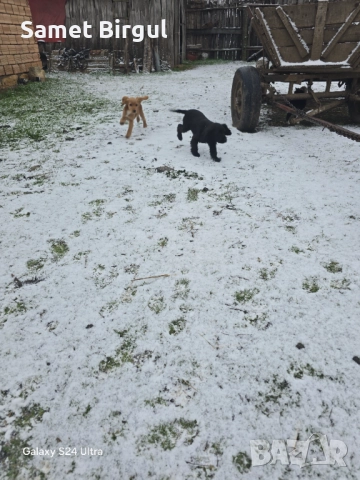 Prodavam koker na tiring meseca Jenson ima vaksa namirase v selo pet mogili oblas sumen t 0892773368