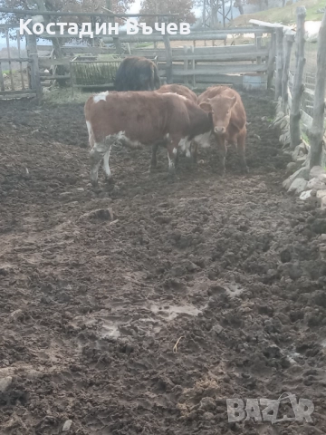 Продавам телета