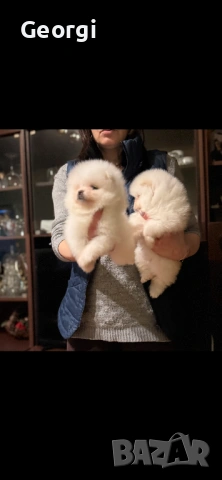 Померан, снимка 3 - Померан - 53422715