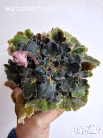 Сентполия, получини АВ-Поющие Пески