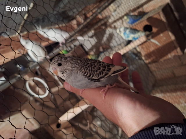 Вълнисти папагали , снимка 2 - Папагали - 51473102