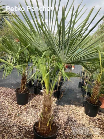 Палма Трахикарпус -22, снимка 6 - Градински цветя и растения - 50637983