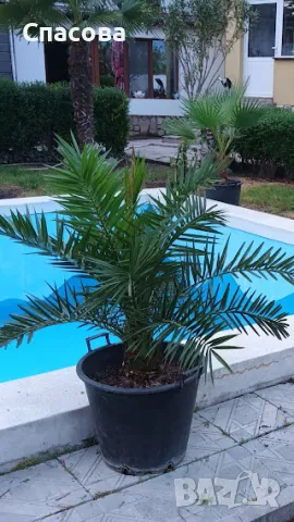 Финикова палма - различни големини