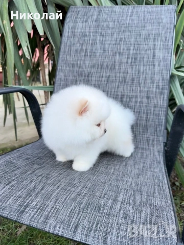 Померан мини момче. Померанче, снимка 2 - Померан - 52930868