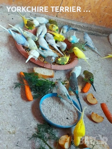 Вълнисти папагали РАЗПРОДАЖБА, снимка 1